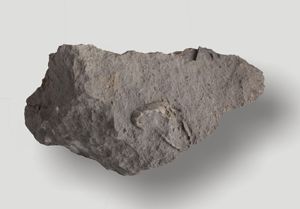 Fosil morskega ježka v paleocensko-eocenskem apnencu